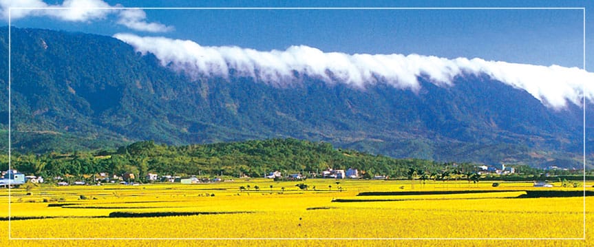 池上木片便當來自米鄉“香Ｑ甜”的好滋味